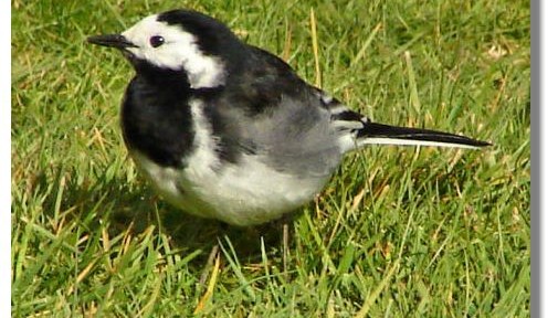 Father’s Day: The Wisdom of a Wagtail