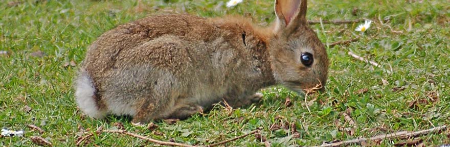 Wild Rabbits with Memories of Watership Down