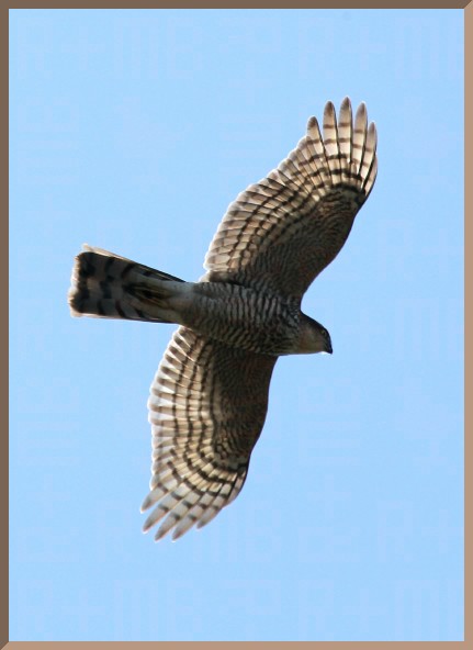 sparrowhawk in full flight