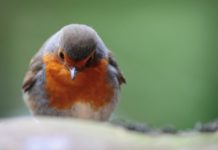 A robin from the Peak District in contemplative pose.