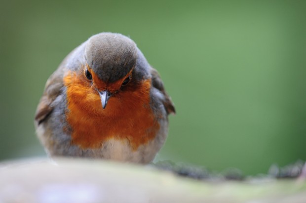 Resisting Antiques Roadshow, Welcoming the Robin