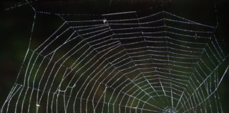 Spider Web pictured against a green, outdoor background