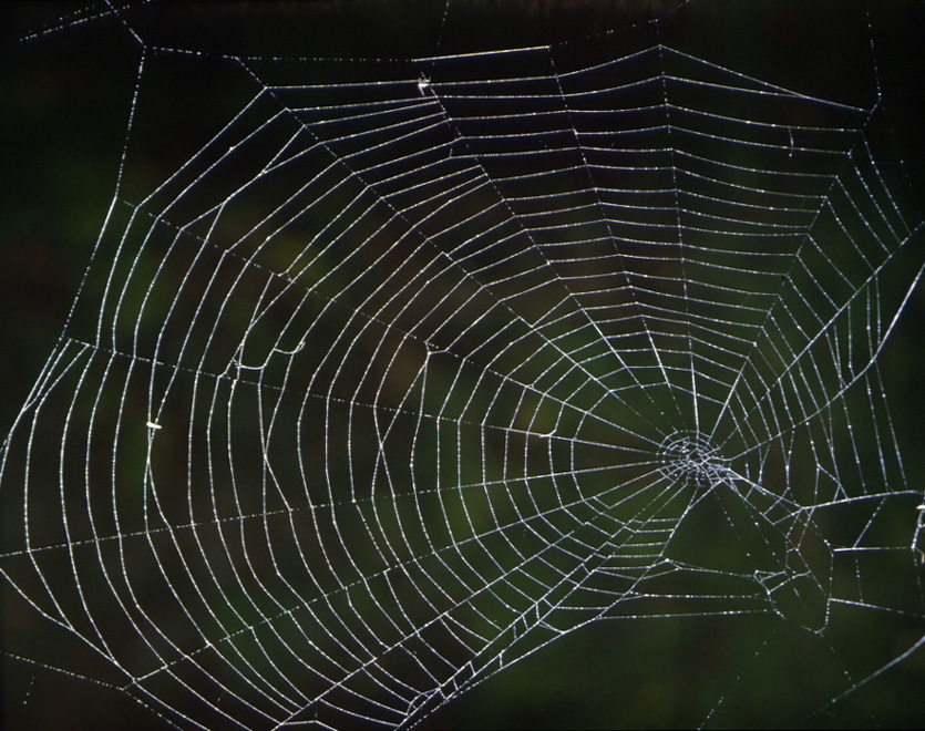 Spider Web pictured against a green, outdoor background