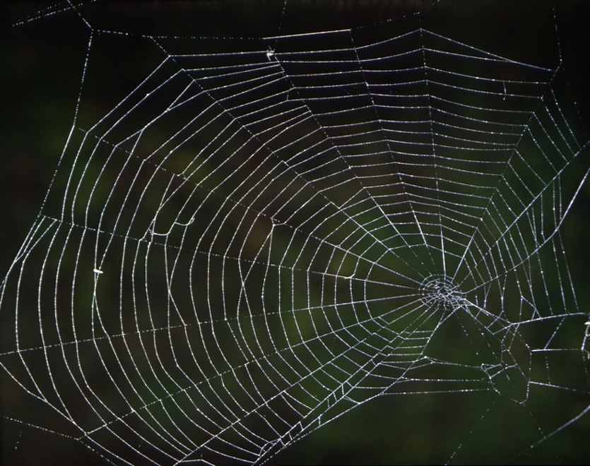 Performing Poetry, Chasing Spiders