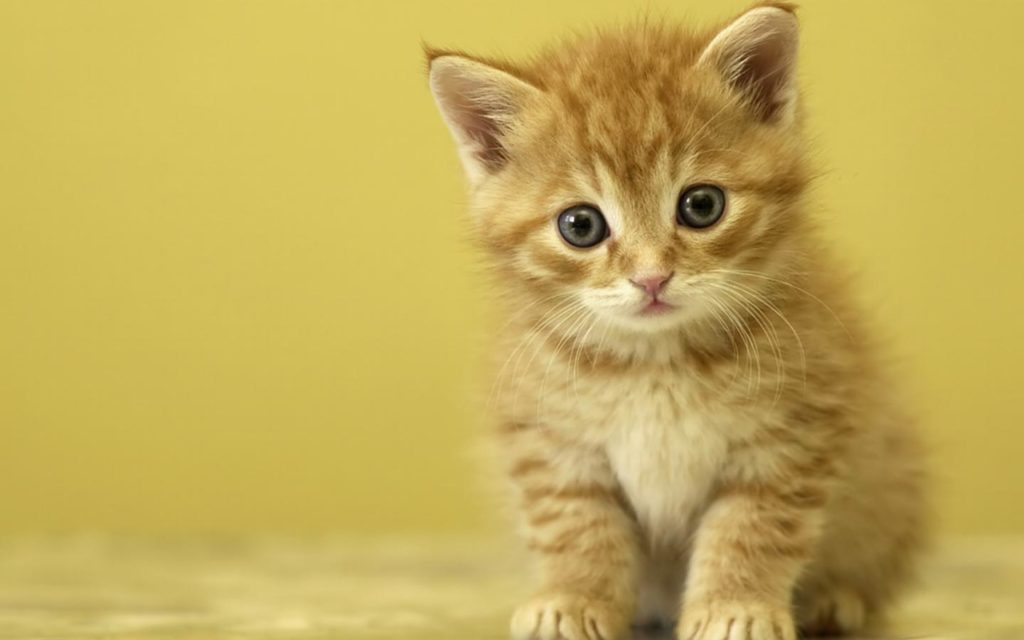 Ginger Kitten