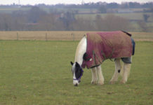 A horse grazing in a field, wearing a winter coat