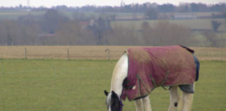 A horse grazing in a field, wearing a winter coat