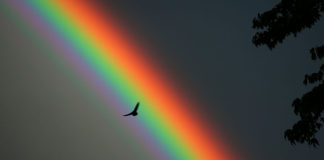 Solitary bird against a rainbow backdrop.