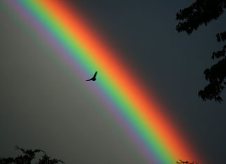 Solitary bird against a rainbow backdrop.