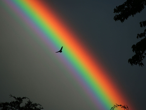 Solitary bird against a rainbow backdrop.
