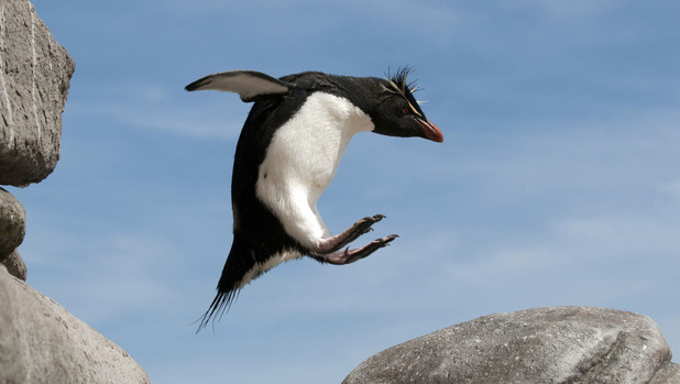 A rockhopper penguin captured mid-leap.