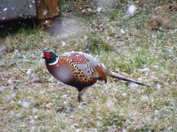 Pheasant in a snow shower