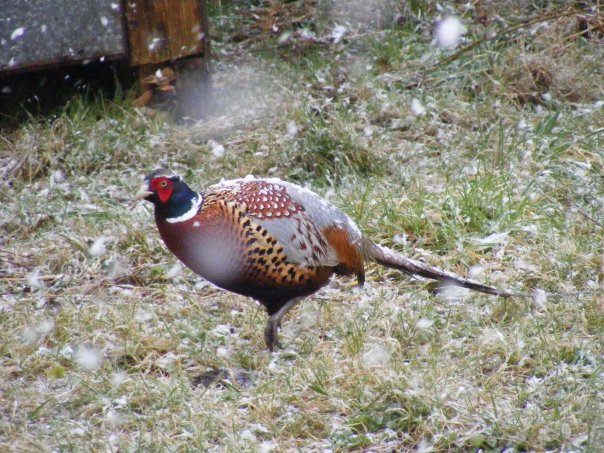 Walking in the Snow, Birds of Faith