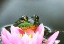 Frog and lily pad flower