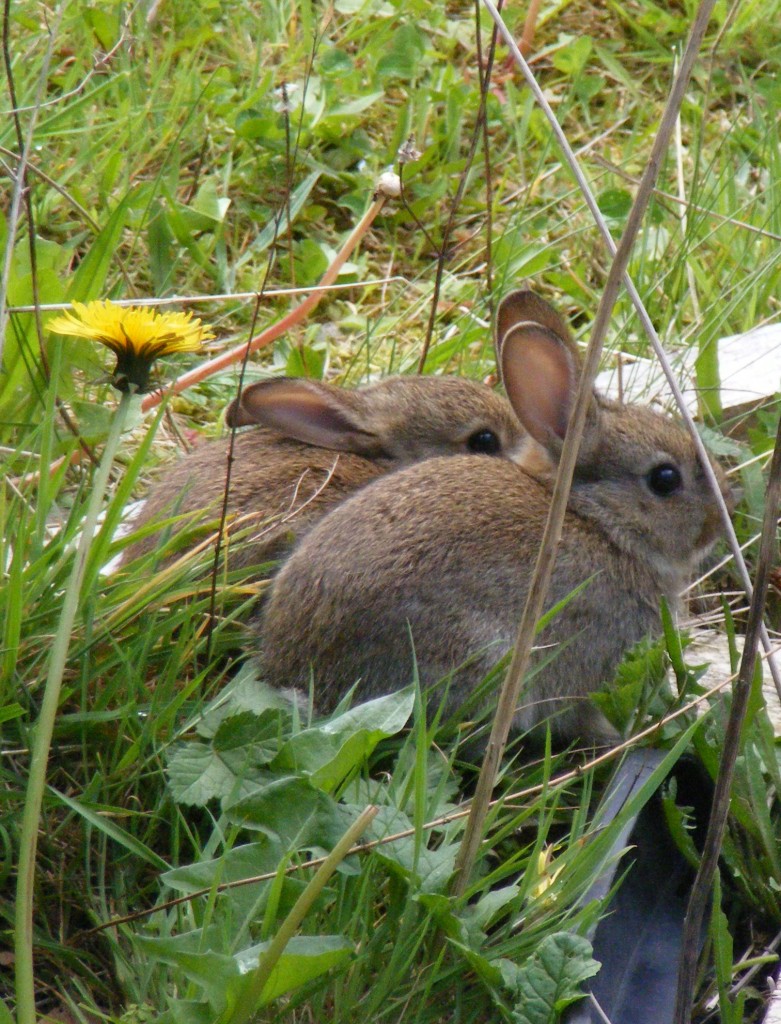 Two baby rabbits.