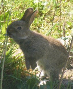rabbit nibbling a weed.