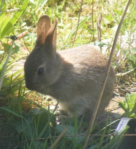 baby rabbit in the grass