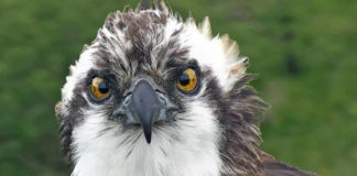 Monty, the Osprey of Springwatch fame.