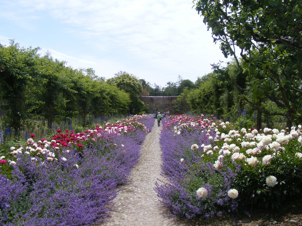 Pathway through flowers at Mount Congreve.