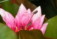 Damselfly dalliance caught on camera, beautifully framed by the soft pink petals of the water lily.
