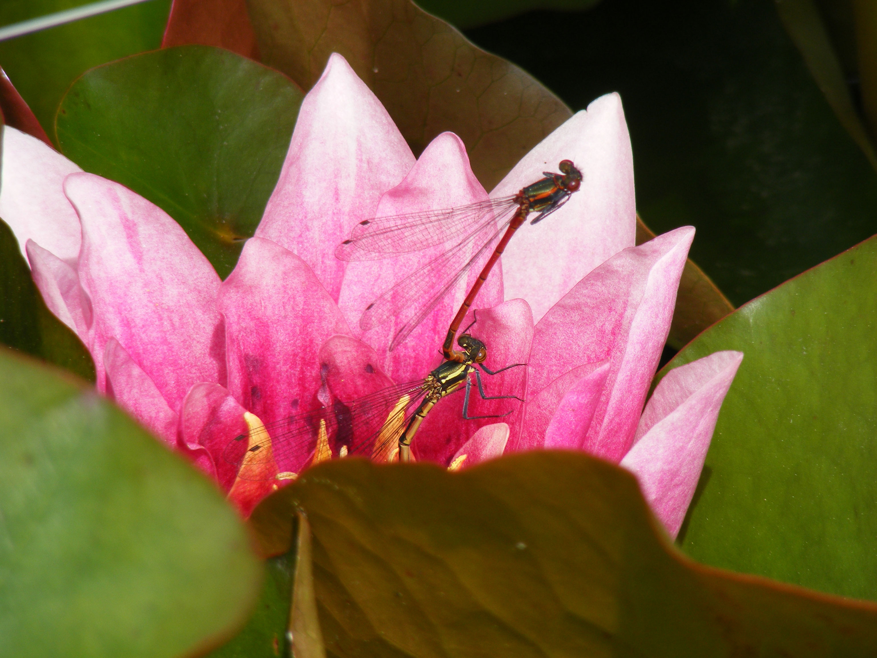 Damselfly dalliance caught on camera, beautifully framed by the soft pink petals of the water lily.