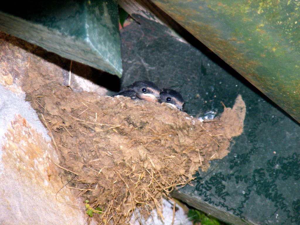 Two Swallow Chicks in their nest.