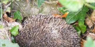 Hedgehog nestling amongst ivy and dead leaves.