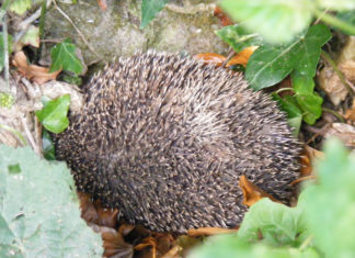 Hedgehog nestling amongst ivy and dead leaves.