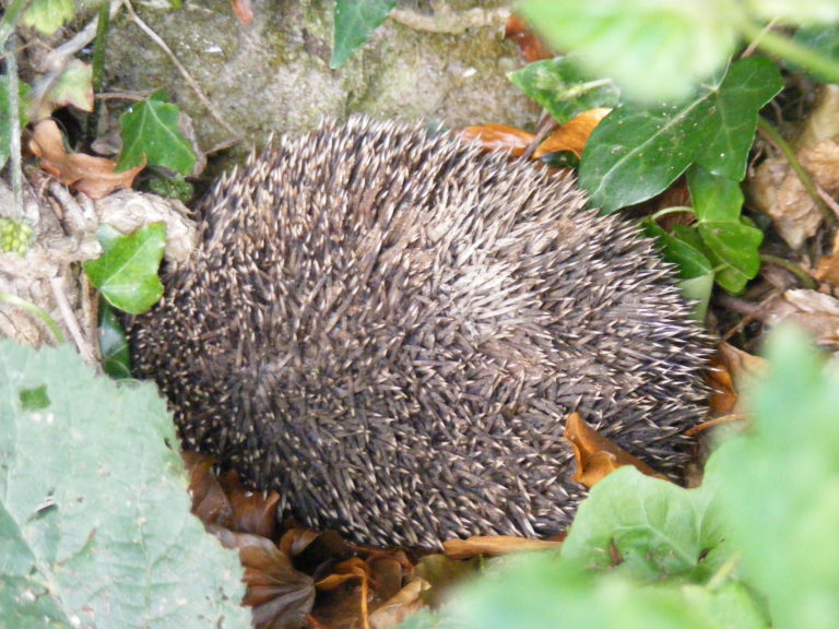 Hedgehog nestling amongst ivy and dead leaves.