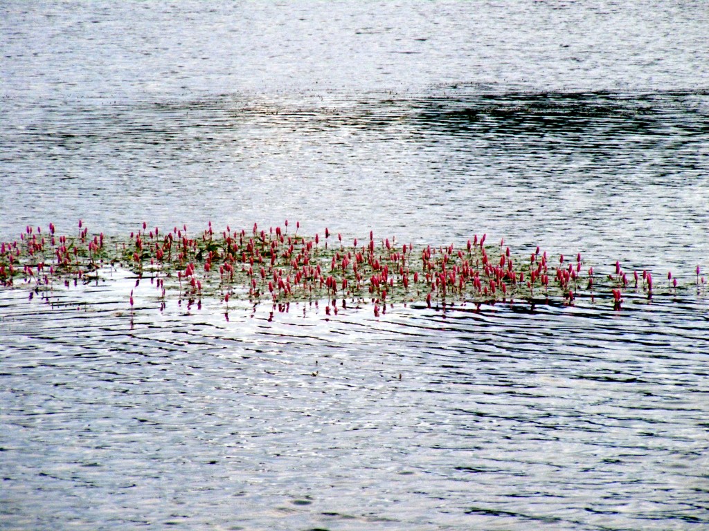 Water lilies at Ballyshunnock