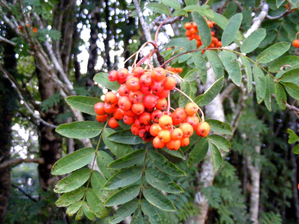 Orange Berries