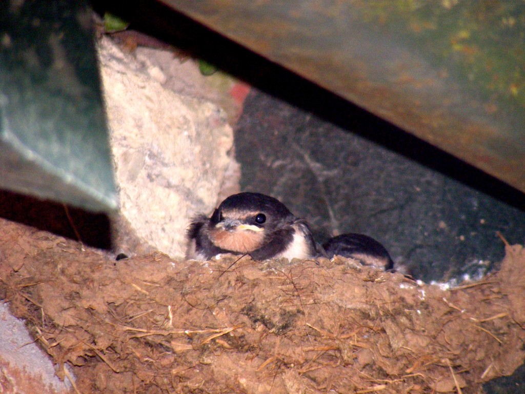 Swallow Chick 