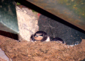 Swallow Chick