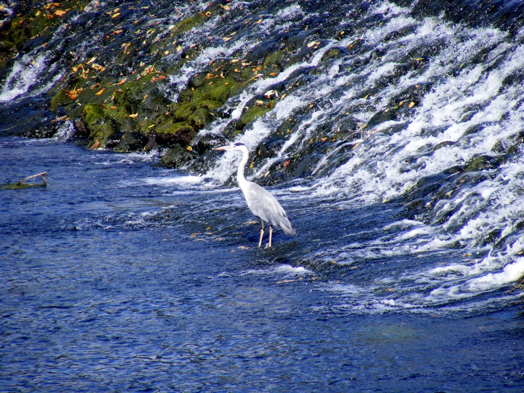 Heron in the weir, at Cahir.