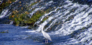 Heron in the weir, at Cahir.