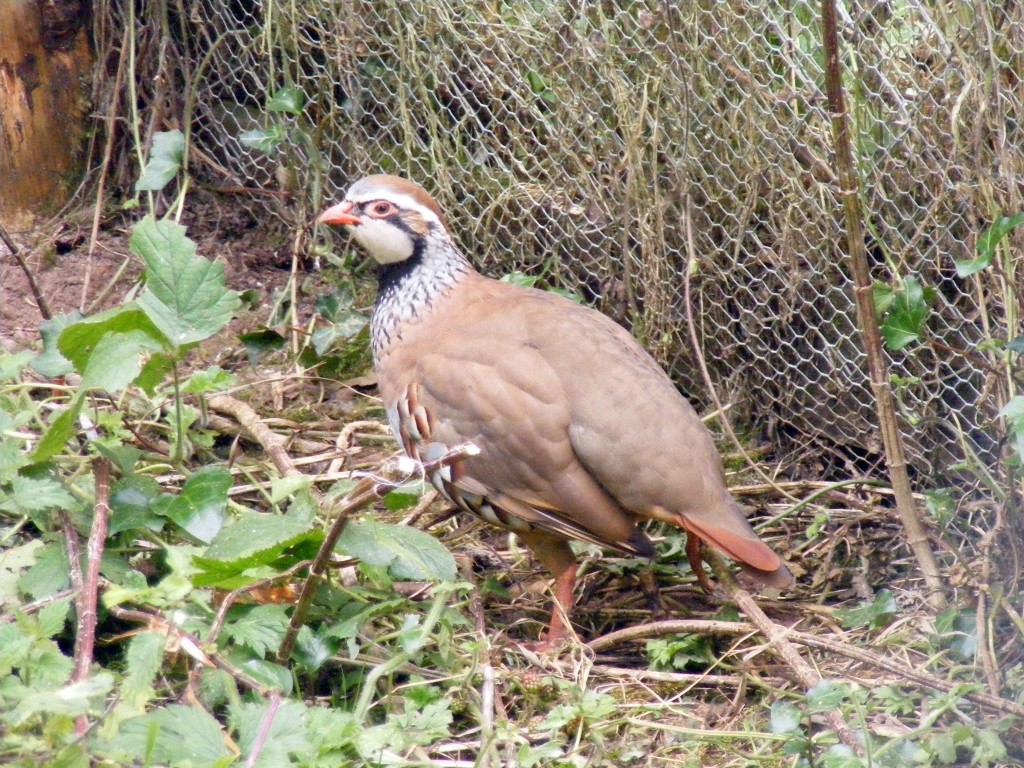 Quail 