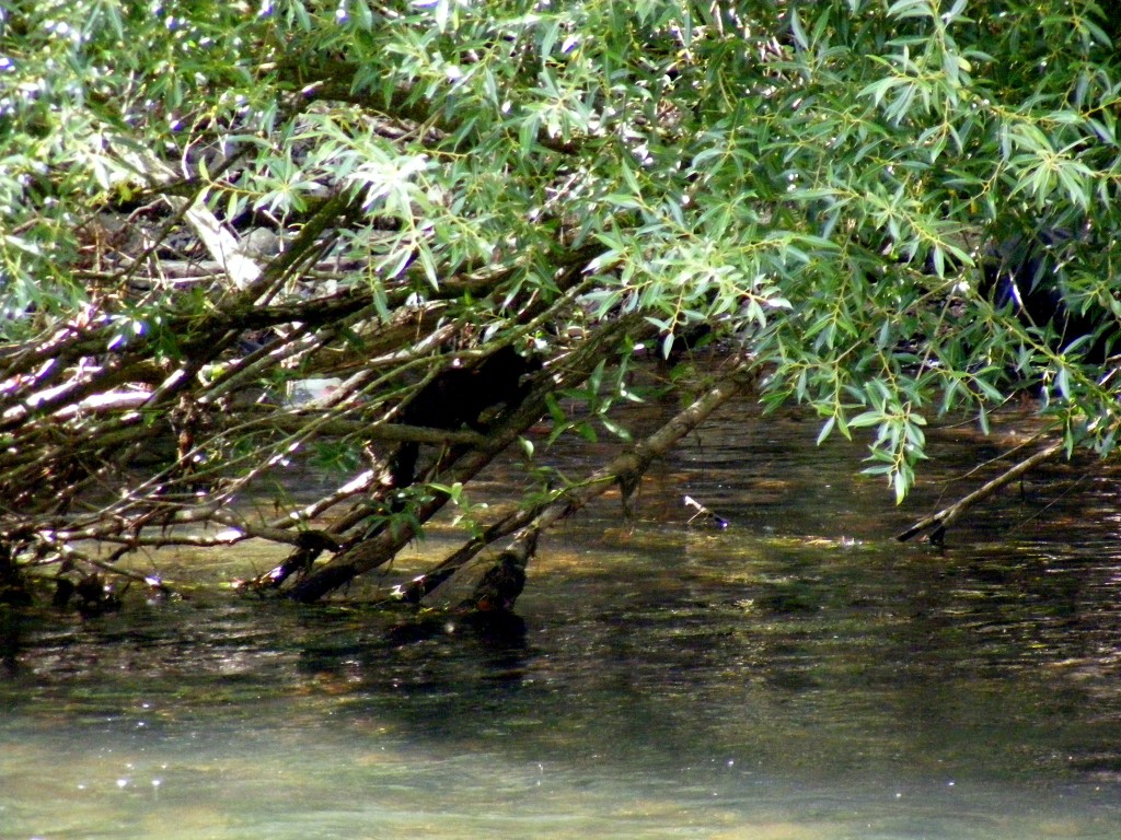 A mink on a branch