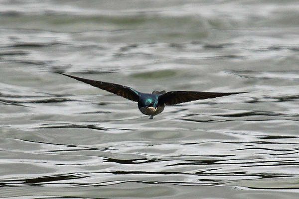Swallow, swooping over water.