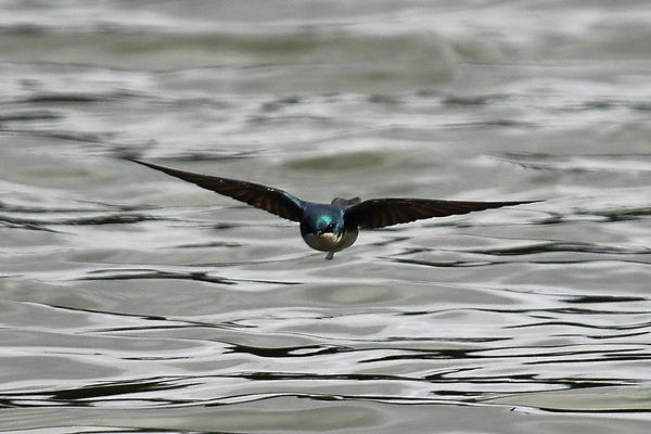 Sunshine and Swallows after Editing #Writetip