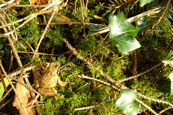 Frogs and Fallen Trees