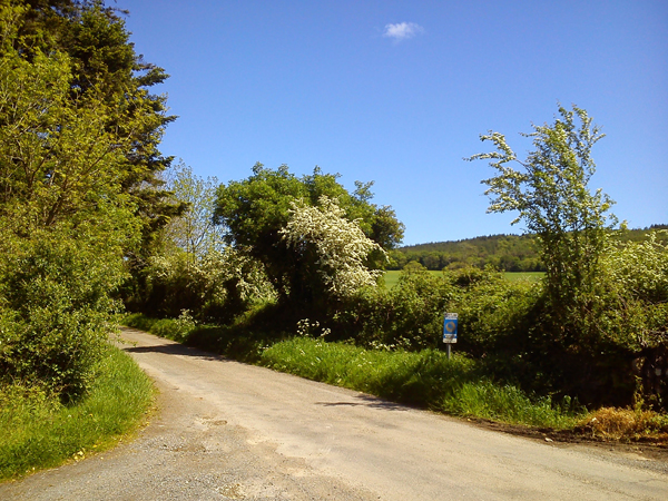 Blossom, Bird Fights and Bumblebees