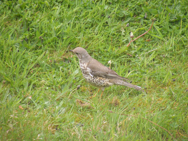 The Fearless Mistle Thrush