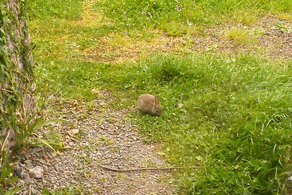 Rabbit eating grass.