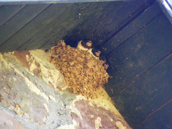 When Swallow Chicks Fledge