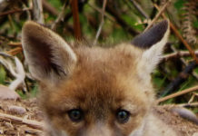 Fox cub.
