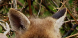 Fox cub.