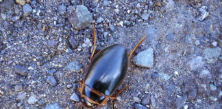 Beetle at Mahon Falls.
