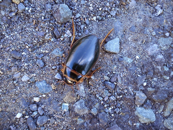 Meeting a Beetle at Mahon Falls