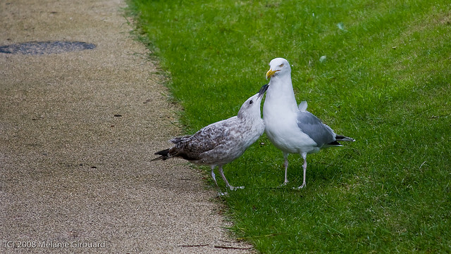 Young seagull and parent.