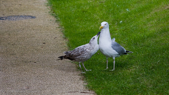 young seagull